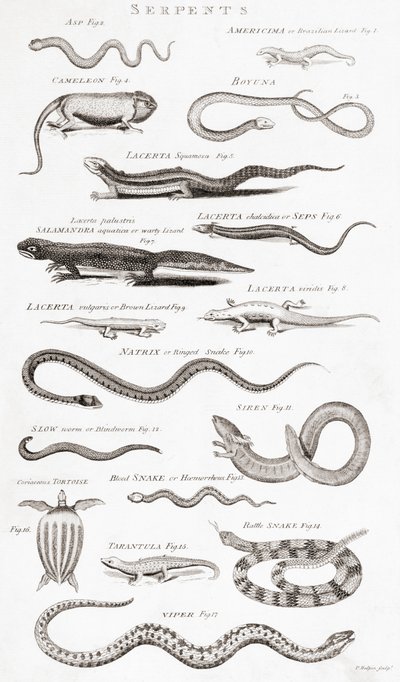 Different Types of Reptiles by Unbekannt Unbekannt